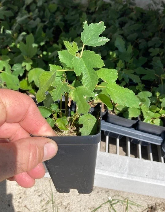Beer’s Black Dwarf Fig Tree – Ficus carica – Bare Root Starter, Self-Fertile, Dwarf Patio Fig