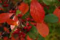 Organic Brilliant Red Chokeberry Seeds - Edible Variety (Aronia a. b.) - 20+ Seeds for Planting, Free Shipping