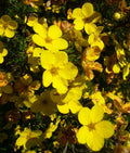 Aurea Potentilla Perennial Seeds - 1000 Seeds - Golden Cinquefoil - Potentilla aurea - Fresh Live Plant, Fast Shipping