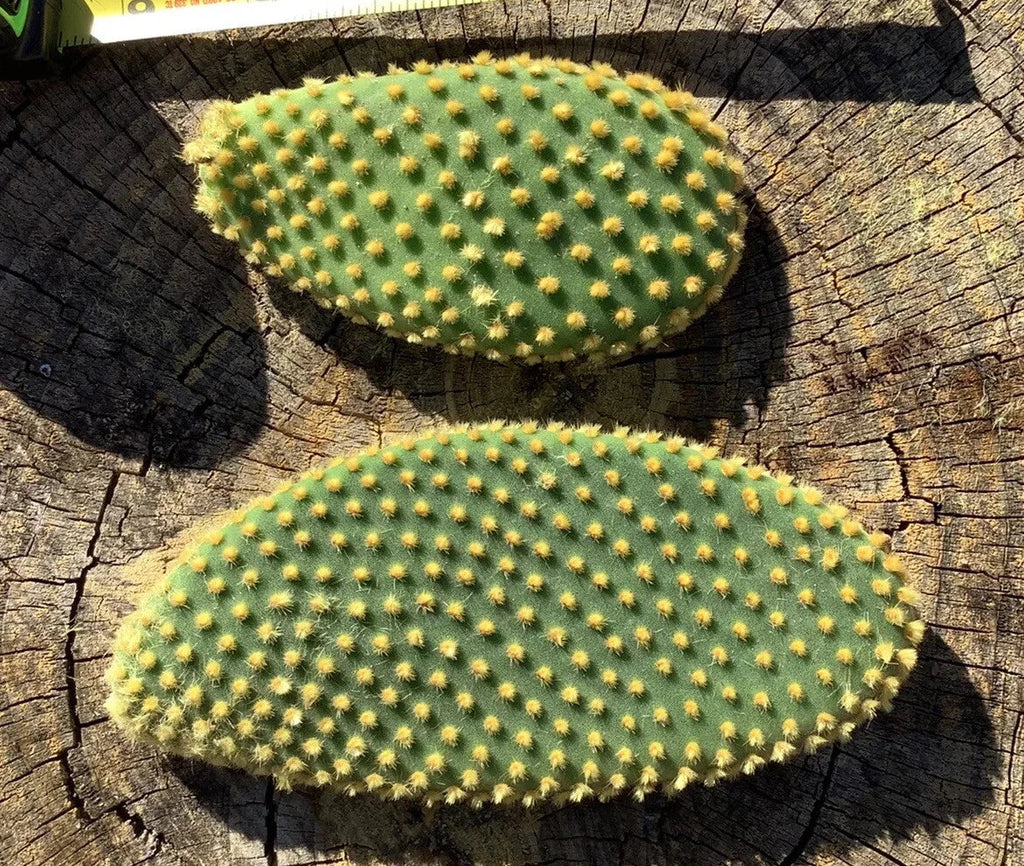 Bunny Ears Cactus Cuttings (Opuntia microdasys) – 7 Unrooted Pads, Easy Propagation