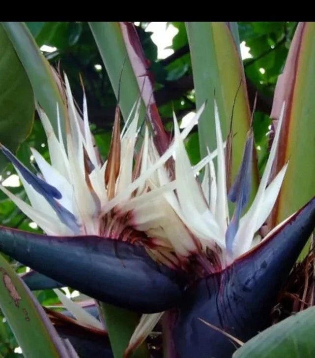 White Bird of Paradise Plant - 12 Inch Healthy Strelitzia Reginae in Quarter Pot - Indoor Tropical Foliage