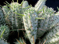 Euphorbia Mammillaris Variegated Cuttings - Indian Corn Cob Cactus Succulents - 2 Pieces for Planting or Propagation