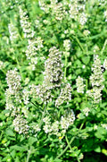 Lemon Balm Seeds 100 Count, Melissa Officinalis Herb, Tasty Variety, Maries Green Garden