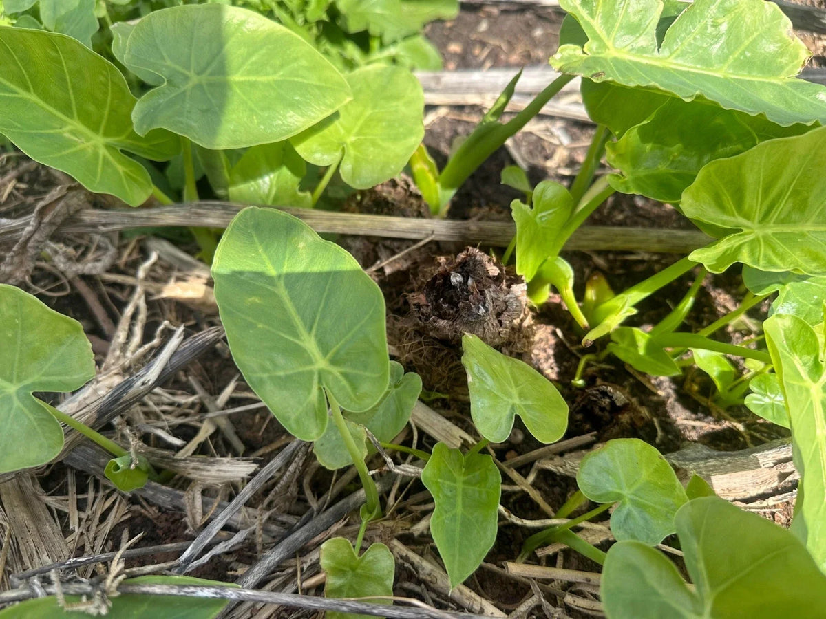 B?c Hà (D?c Mùng) Vietnamese Taro - 3 Live Bare-Root Bac Ha D?c Mùng Plants