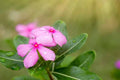 Vinca Seeds 500 Count Light Pink Sunsplash (Catharanthus roseus) - Non-California Shipping, Garden Flower Seeds