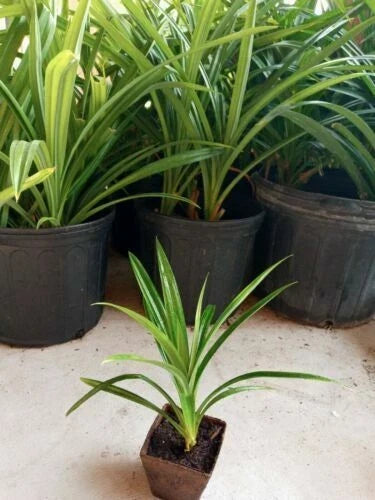 Pandan Plant - 1 Pot, Fragrant Pandanus amaryllifolius, Lá D?a, Rooted Herb for Cooking and Aromatherapy
