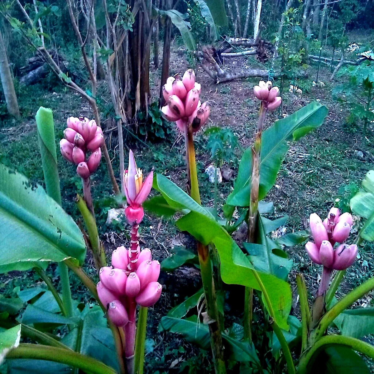 Pink Dwarf Banana Tree Seeds - Musa velutina - Rare Hardy Plant for Zone 7b - Tropical Fruit Garden