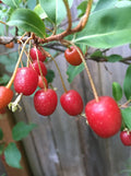 Goumi Tree Cuttings - Edible Red Fruits, Nitrogen Fixing, Cold Hardy, Deciduous, Elaeagnus multiflora