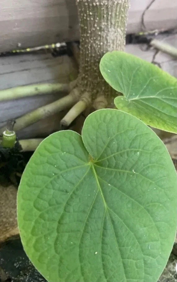 Piper Auritum Plants - 2 x Root Beer Plant, Mexican Pepperleaf, Hoja Santa - Veracruz Variety