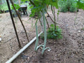 Long Snake Gourds Seeds, 10 Pack, Chichinda Variety, Grow 8 to 10 Feet Long, Cucurbita ficifolia