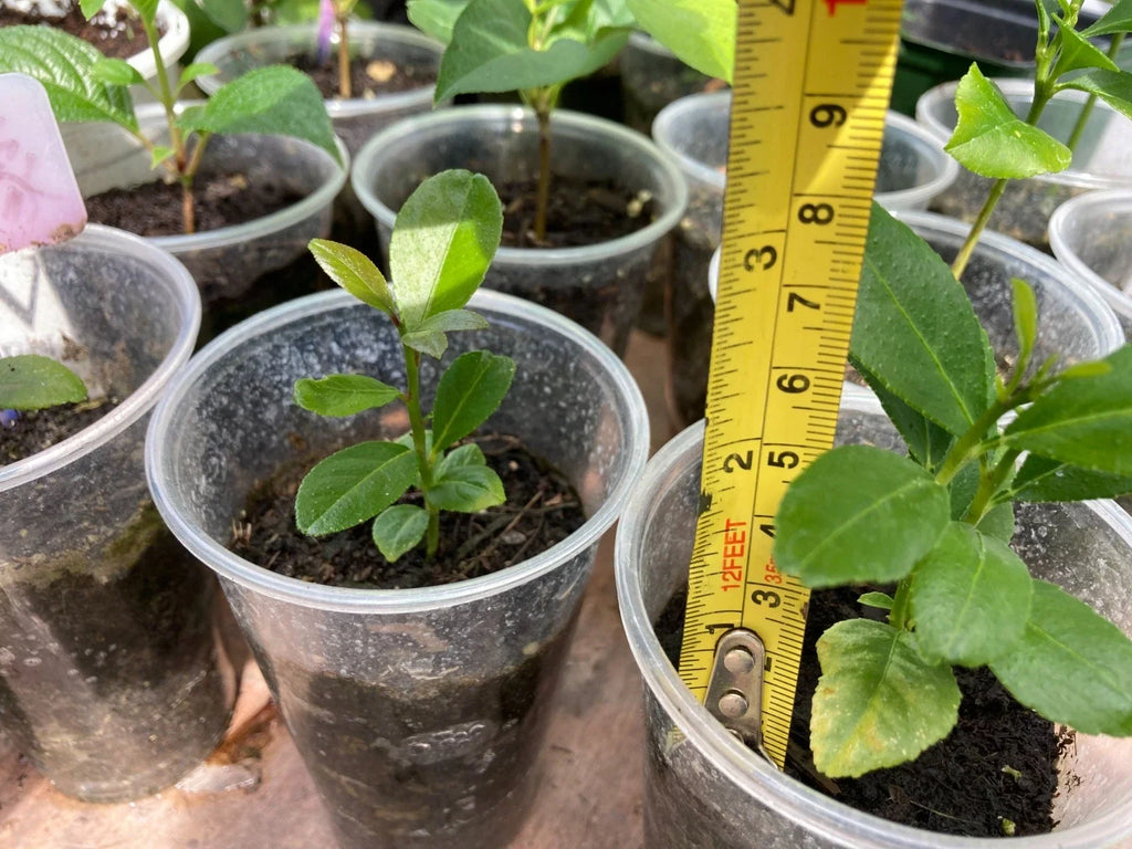 Lemon Tree Seedling 2-3" Bare Root (Citrus limon) Live Plant