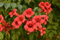 25 Red Trumpet Creeper Vine Seeds - Hummingbird Bush - Non-GMO - Campsis radicans