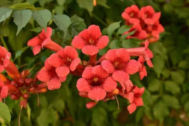 25 Red Trumpet Creeper Vine Seeds - Hummingbird Bush - Non-GMO - Campsis radicans