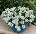 Sweet Alyssum Flower Seeds - Snow White, 100 Count, Easy Grow, Floral Ground Cover (Lobularia maritima)