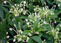 Clerodendrum incisum Starter Plant | Rare Musical Notes Variety | Small Well-Rooted Herbaceous Plant