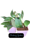 Hoya Sunrise Starter Plant in 3" Pot | Rooted Hoya Plants | Hoya Pubicalyx Variegated