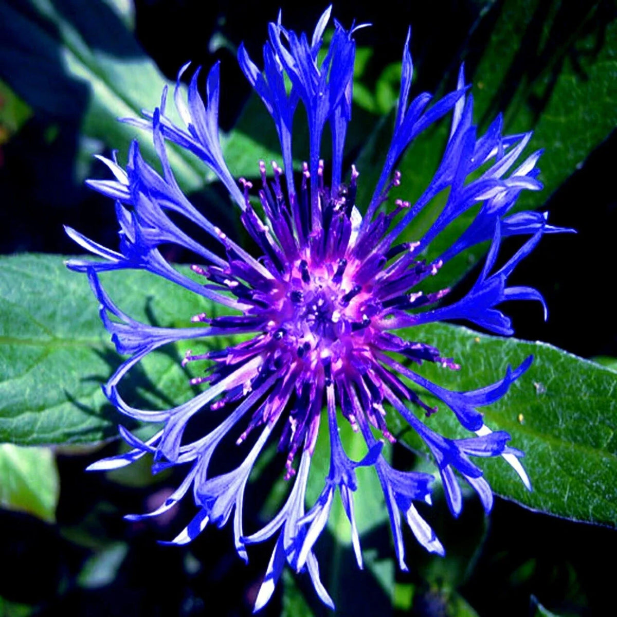 20 Mountain Blue Cornflower Seeds, Perennial Centaurea montana, Cold Hardy Flower Seeds for Gardens