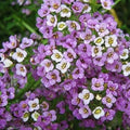 Sweet Alyssum Seeds - Dwarf Royal Carpet - 4" Ground Cover Perennial - Non-GMO - 1000 Seeds - Low Maintenance Garden Plant