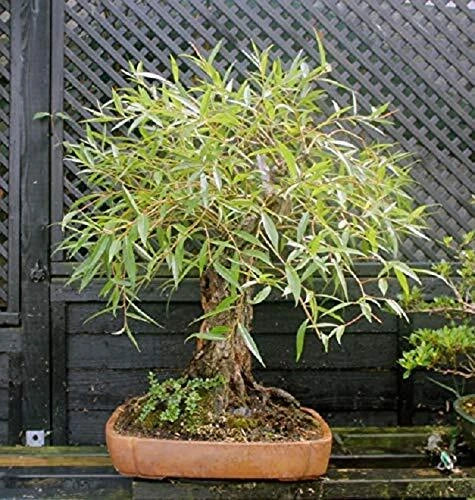 Bonsai Globe Willow Tree Cutting - Large Thick Trunk - Naturally Round - Salix Matsudana
