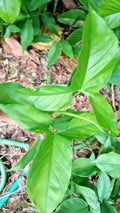 Rooted Live Arrowhead Plant (Syngonium Podophyllum) - Bare Root Starter