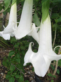 Angel’s Trumpet Cutting – Unrooted Brugmansia Cutting, Fragrant Trumpet Flowers