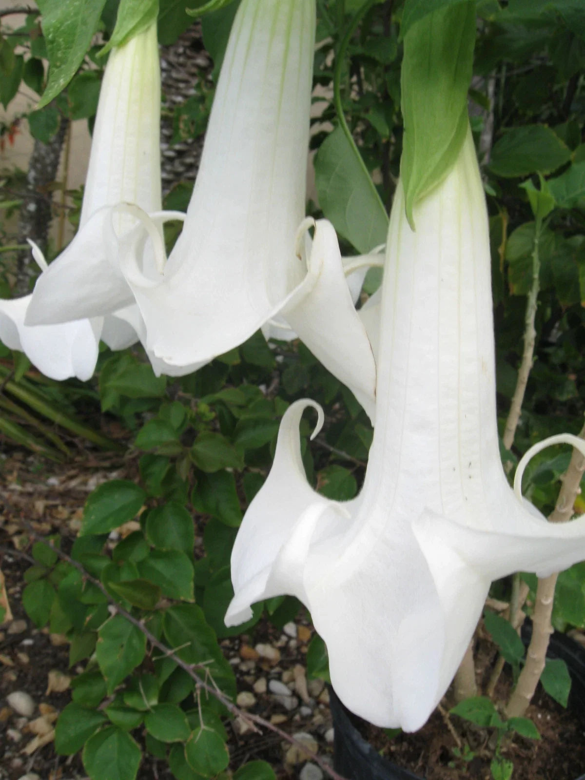 Angel’s Trumpet Cutting – Unrooted Brugmansia Cutting, Fragrant Trumpet Flowers