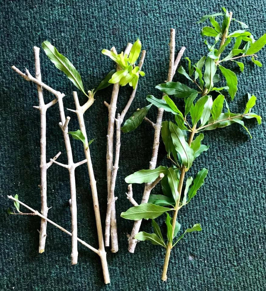 8 Organic Unrooted Pomegranate Cuttings (Punica granatum) – 9" Stems for Propagation