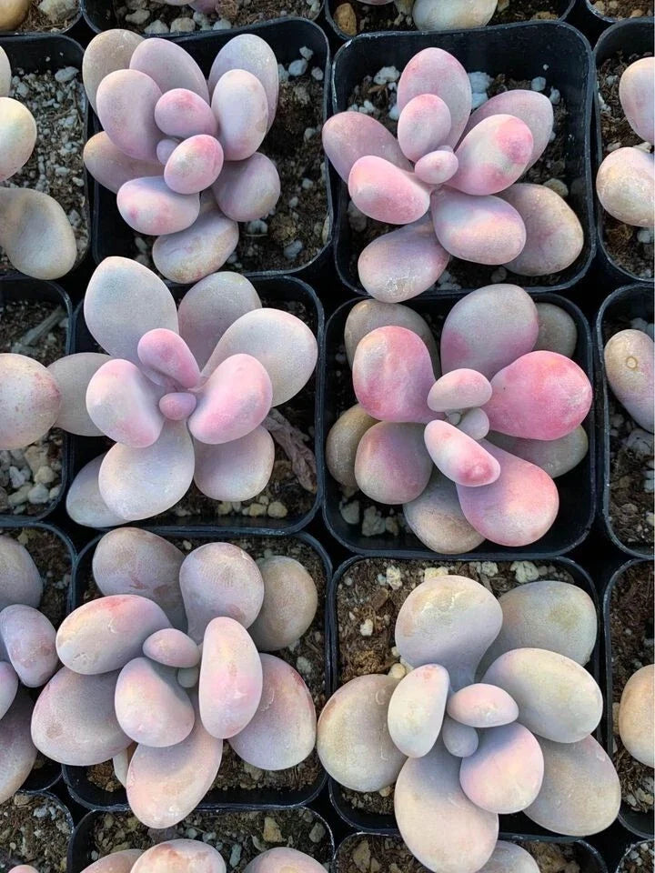 Bare Root Pink Moonstone Succulent (Pachyphytum oviferum) - Rare Moonstone Plant, Bare Root