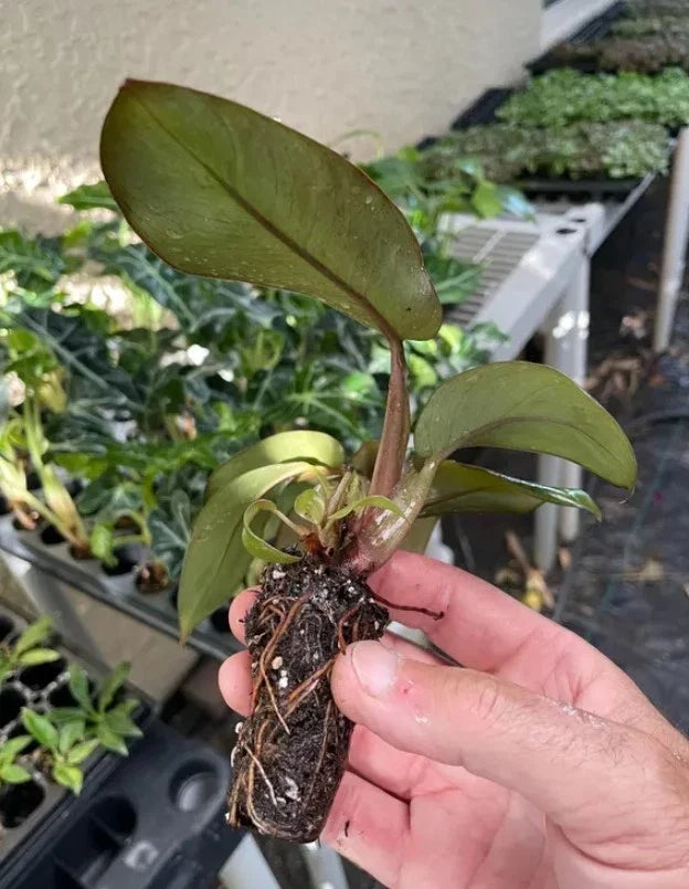 Philodendron Black Cardinal (Philodendron erubescens) Live Plant - 3-5" Bareroot Starter