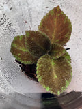 Episcia Emerald Velvet Flame Violet (Episcia cupreata) Starter Plant – Rare Fuzzy Foliage