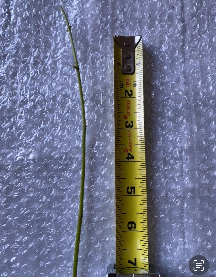 Jack The Bush (Chromolaena odorata) - 15 Fresh Unrooted Cuttings, 5-Inch Stems