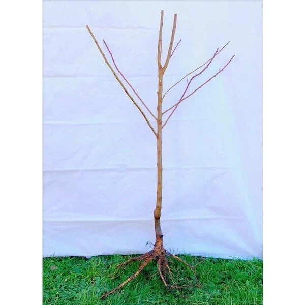 Lapins Cherry Tree - 3 ft Semi-Dwarf Bare Root, Self-Pollinating, High Yield