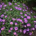 Aster Wood's Pink Starter Plant – Native Fall-Blooming Perennial for Borders & Pollinator Gardens