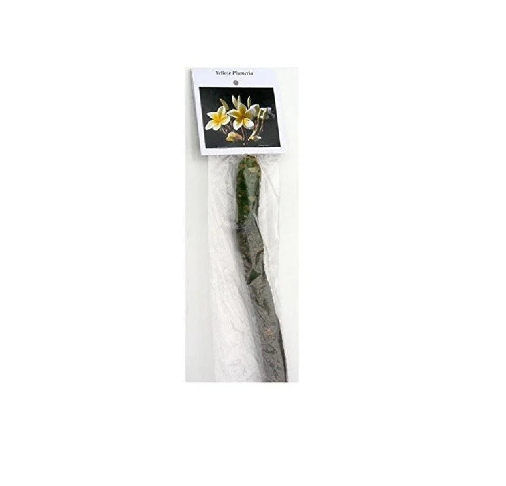 Yellow Hawaiian Plumeria Cutting | 9–12” Unrooted Stem | Frangipani Fragrance
