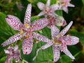 Tricyrtis Sinonome Japanese Toad Lily - Live Starter Plant, Shade Perennial