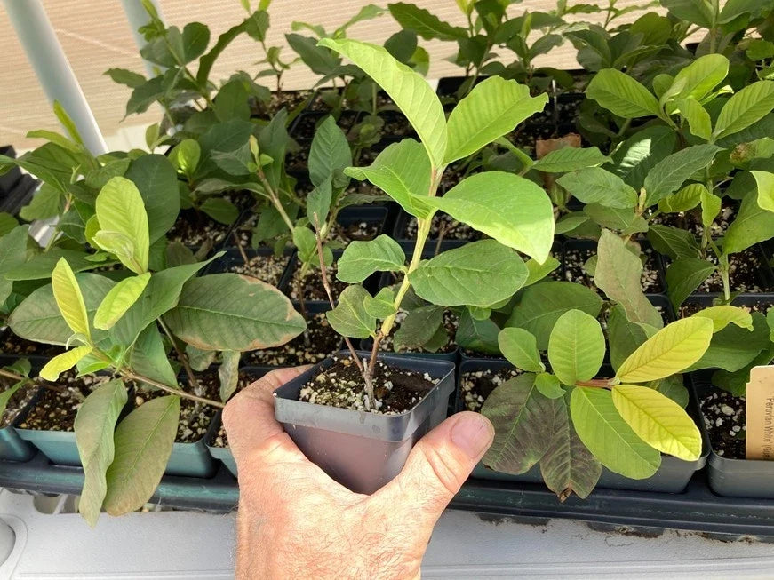 Peruvian White Guava Tree - Psidium guajava Bare Root Starter Plant, Self-Fertile