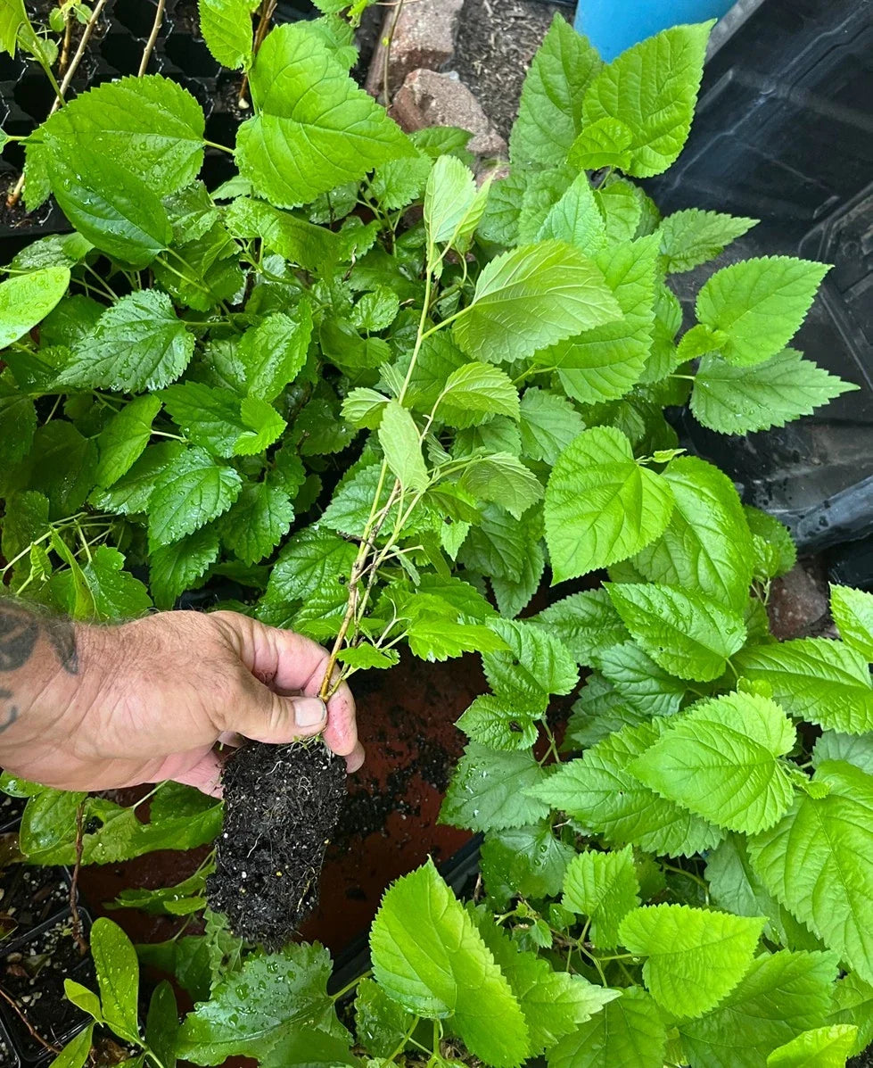 Red Mulberry Tree Morus rubra Bare Root – Native Full-Size, Cold Hardy (Zones 4–9)