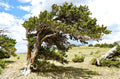 Bristlecone Pine Seedling Pinus aristata Bare Root 2-Year-Old – Bonsai or Landscape