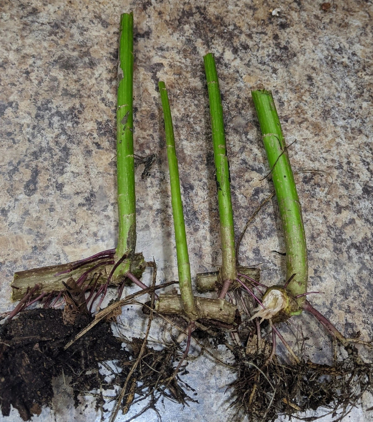 Tithonia diversifolia Cuttings – Mexican Sunflower | Rooted, Pre-Rooted 2-Pack
