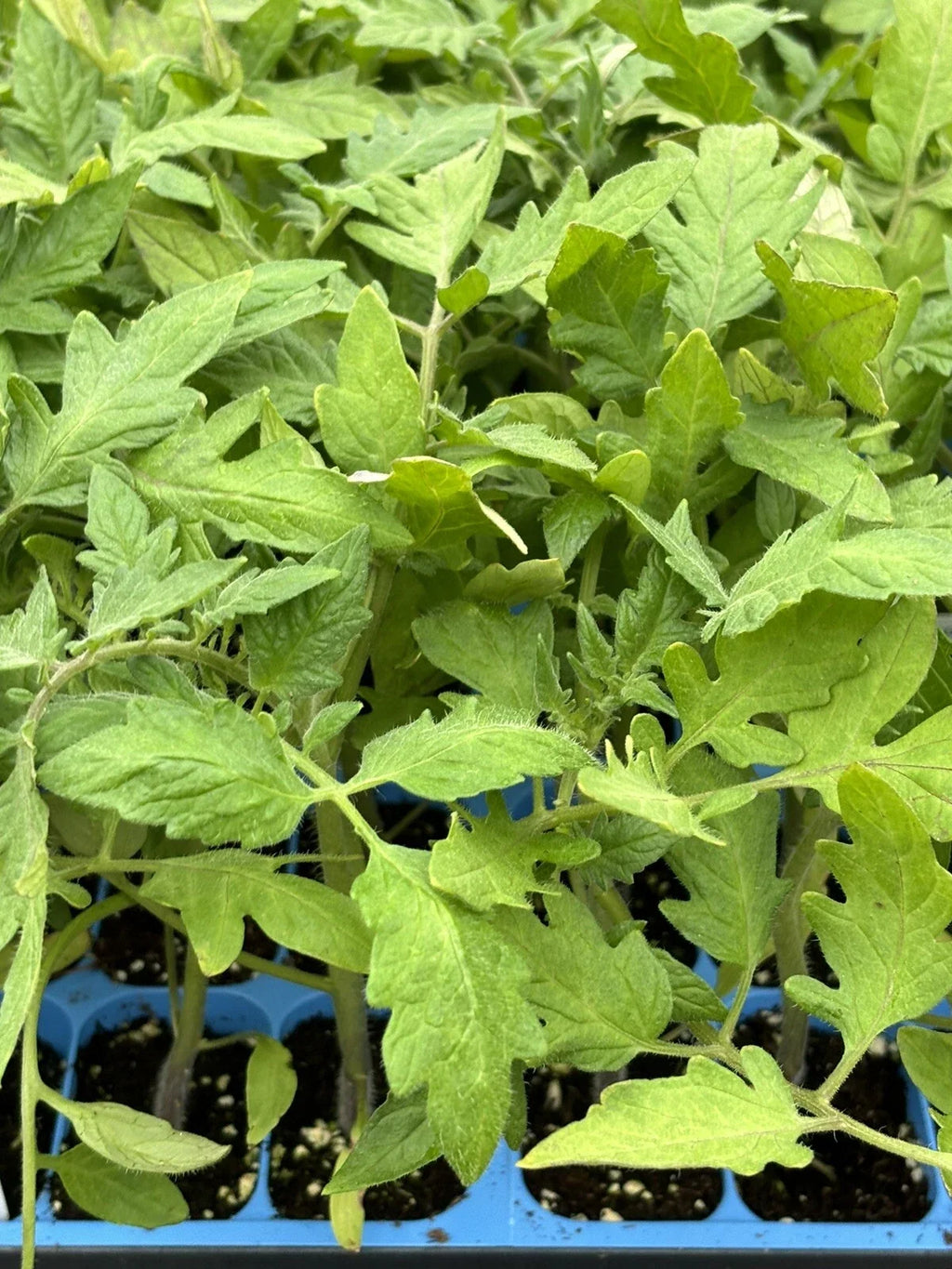 Goliath Tomato Live Plants — 2 Bare-Root 6–10" Heirloom Garden Starter Plants