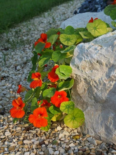 25 Nasturtium Seeds Mix - Rock Cress Climbing Edible Flowers (Tropaeolum Majus) for Gardens and Cooking