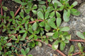 Live Bare Root Purslane Plants - Portulaca Sativa - Omega 3 Rich Vegetable - ???