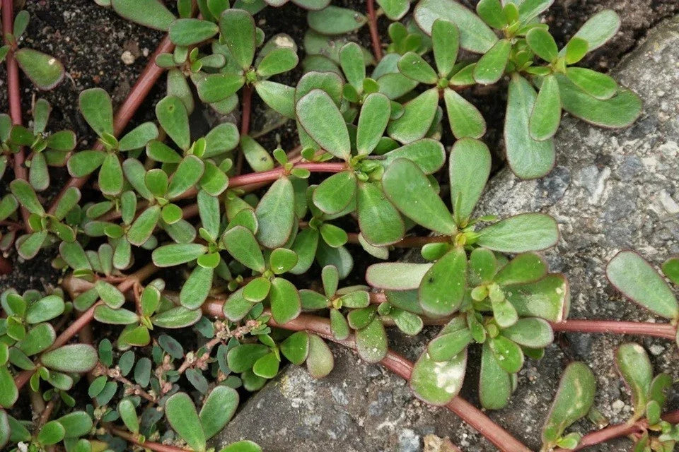 Live Bare Root Purslane Plants - Portulaca Sativa - Omega 3 Rich Vegetable - ???