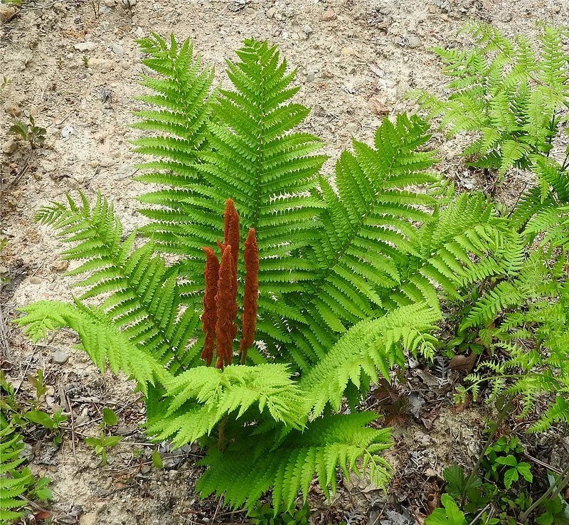 Cinnamon Fern Plant, Bare-Root, 3-4 Feet, Osmunda Cinnamomea, Moist Woodland Garden, Deer Resistant, Reddish-Brown Spikes