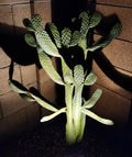 Consolea Rubescens Road Kill Cactus Cutting - Live Pad Segment - Unique Succulent Plant for Home Decor