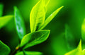 Tea Tree Seeds - 12 Seeds of Camellia Sinensis - Herbal Planting Seeds for Gardening