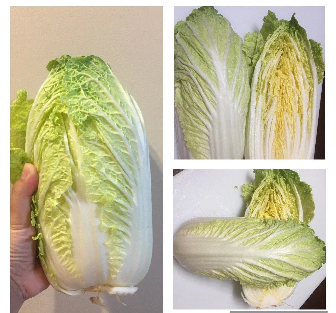 500+ Seeds Napa Cabbage Michihili Chinese Cabbage Non-GMO - Brassica rapa var. pekinensis