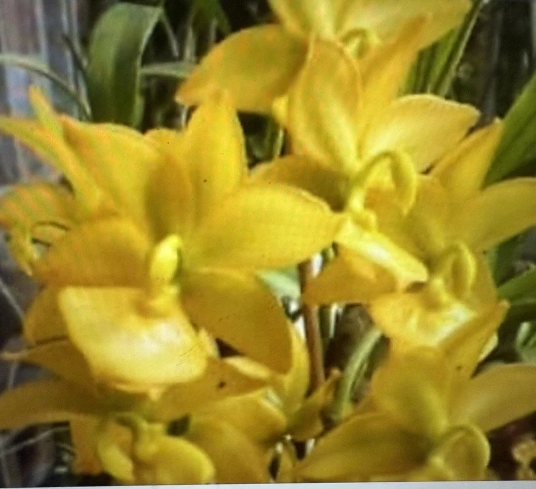 Small Bare Root Orchid Plant Cyc. Taiyhoung No. 1 - Tropical Orchid Variety for Home or Garden
