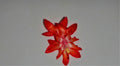 Christmas Cactus Starter Plant - Dragon Fly Variety - Healthy Well-Rooted Schlumbergera Truncata