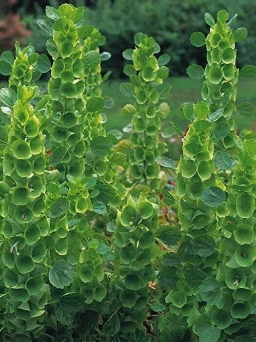 Bells of Ireland Seeds - Moluccella laevis - 35 Pack - Unique Green Flowering Annual for Garden Decor